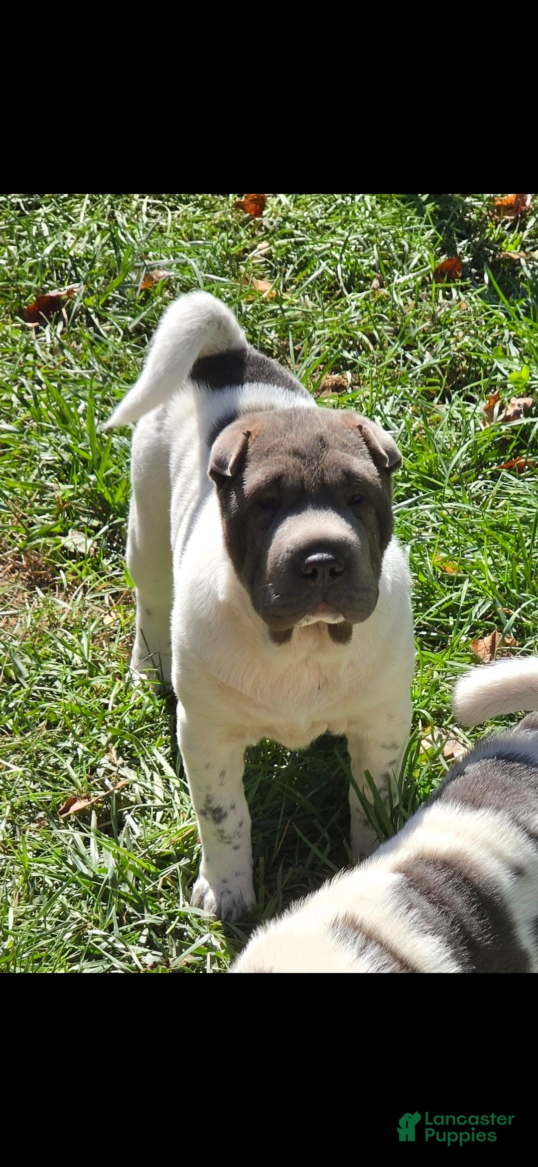 Shar Pei dogs for sale: Blue Berry  - Ad 1