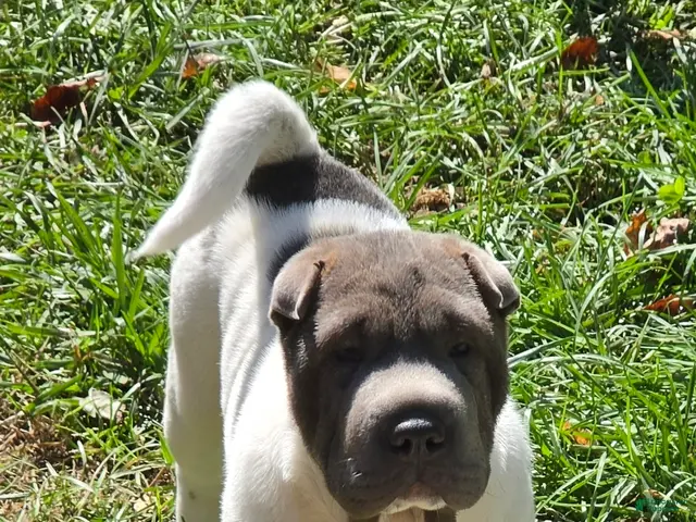 Shar Pei dogs for sale: Blue Berry - Ad 1