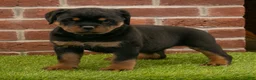 Rottweiler dogs for sale: Violet - Ad 8