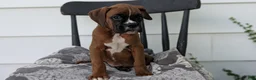 Boxer dogs for sale: Kip - Ad 8