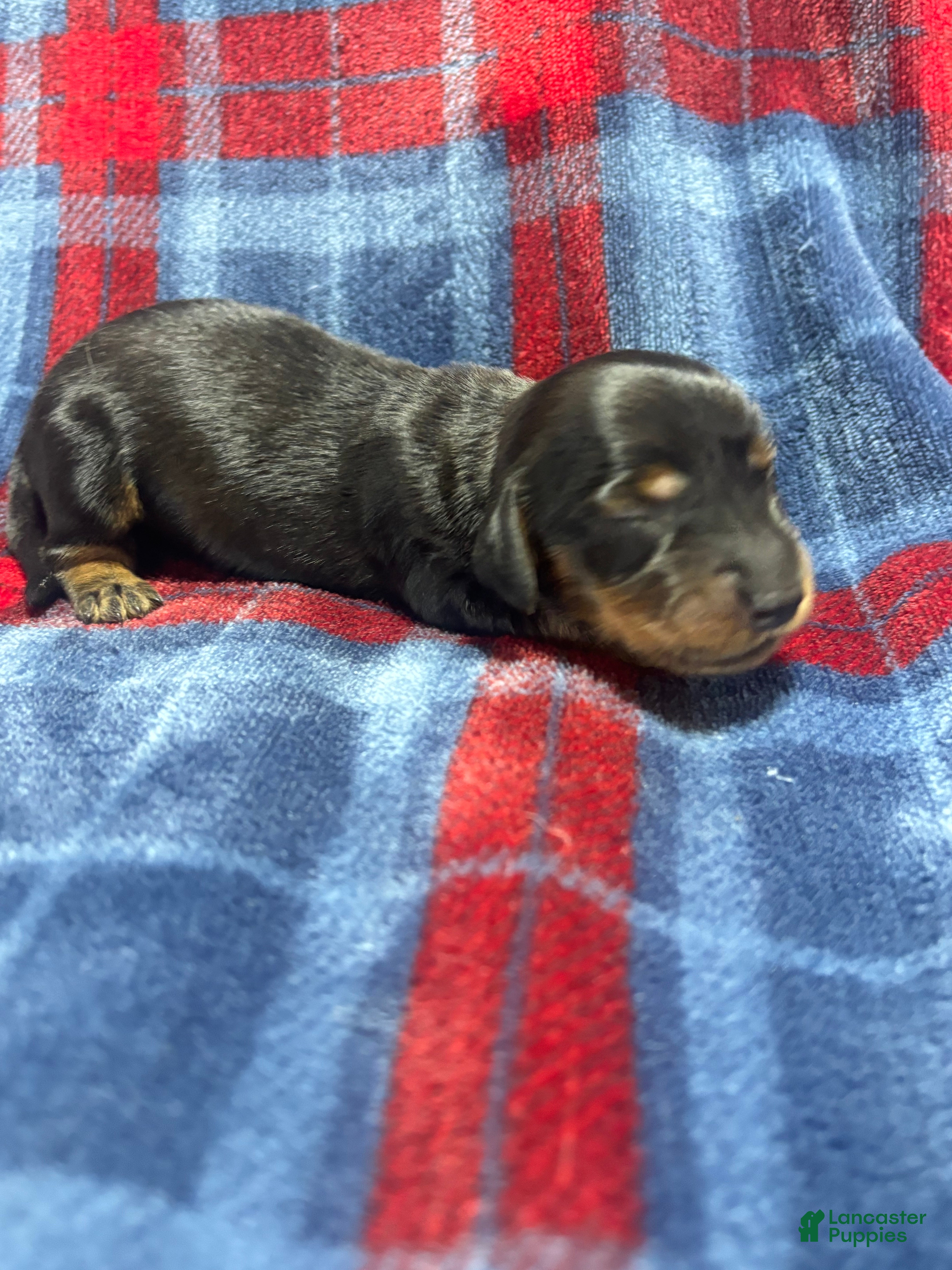 Dachshund dogs Dachshund 1 - Ad 1