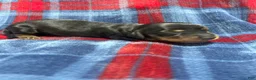 Dachshund dogs for sale: Dachshund 1 - Ad 1