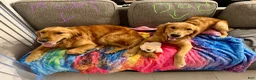 Golden Retriever dogs for sale: Golden Blue Olie - Ad 7