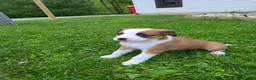Mixed Breed dogs for sale: Lexi - Ad 3