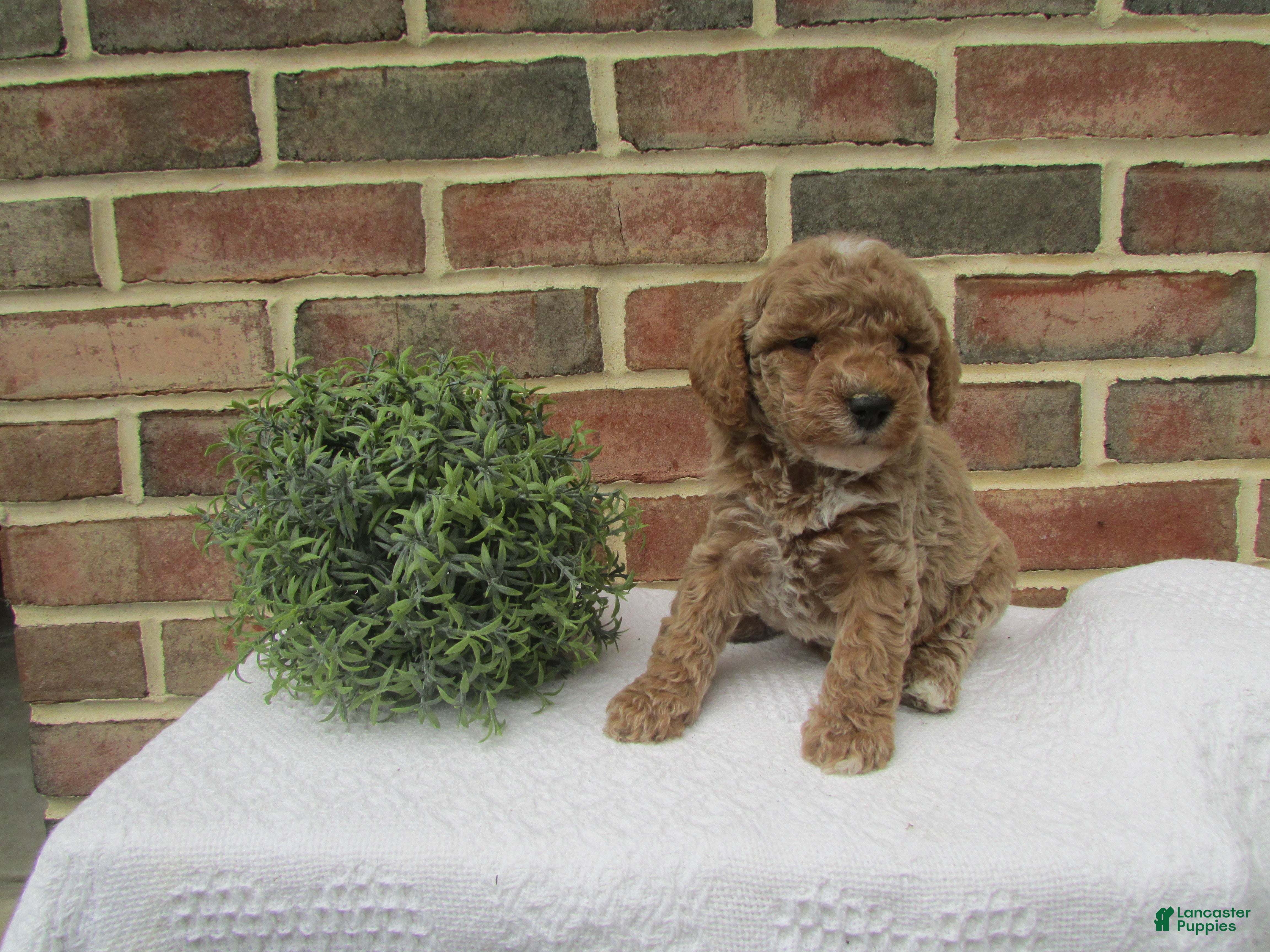 Mini Goldendoodle dogs Coffee - Ad 2