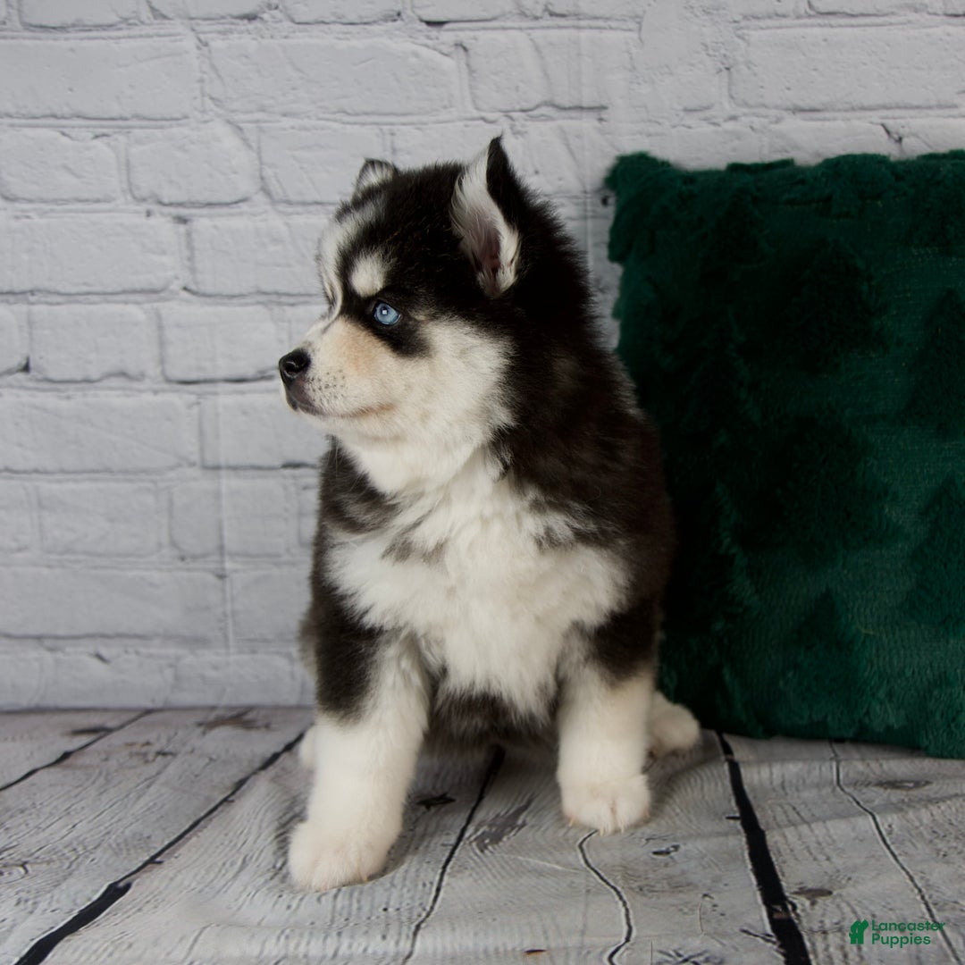 Pomsky dogs for sale: Grace - Ad 7