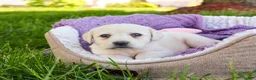 Labrador Retriever dogs for sale: Tinkerbell - Ad 4