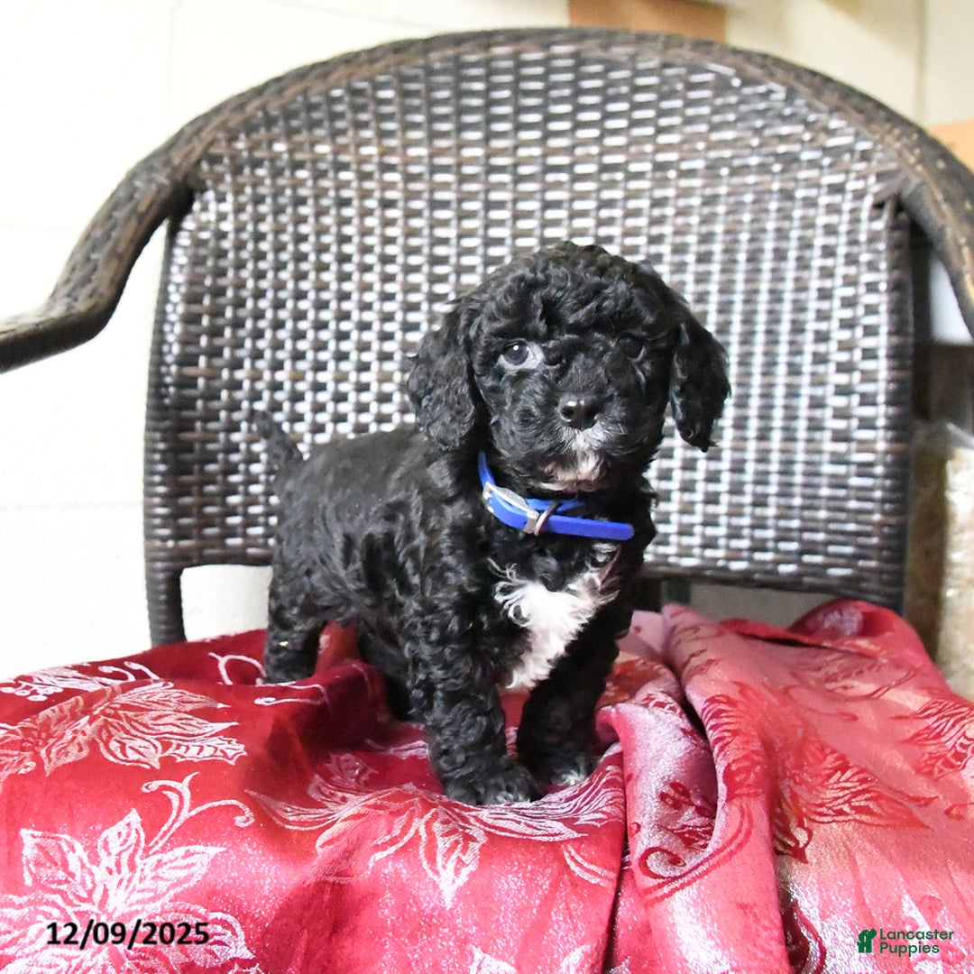 Cockapoo dogs for sale: Millie - Ad 5