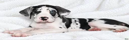 Great Dane dogs for sale: Makani - Ad 3