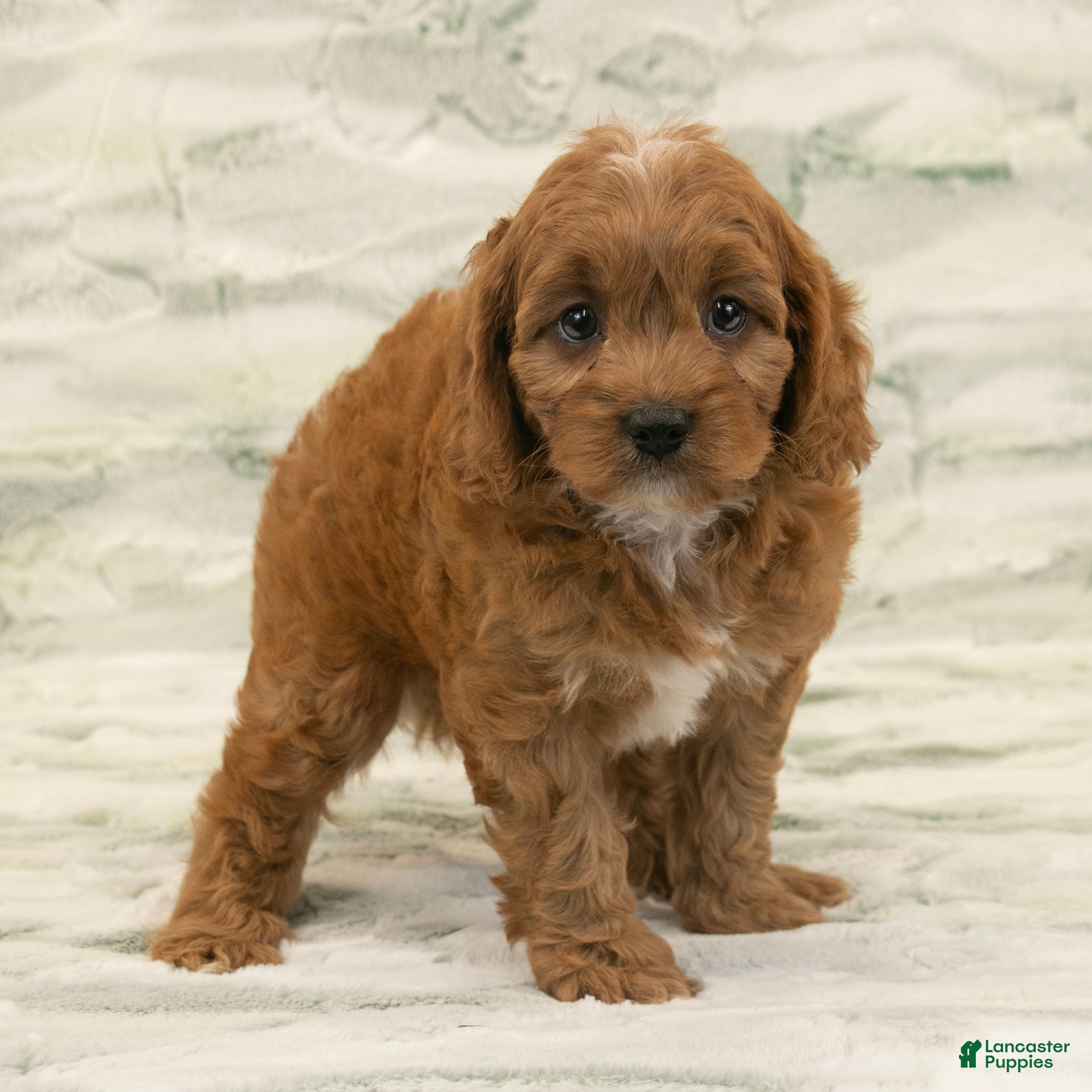 Cavapoo dogs Max - Ad 2