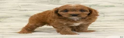 Cavapoo dogs for sale: Max - Ad 2