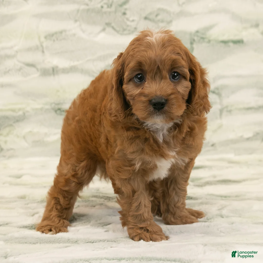 Cavapoo dogs for sale: Max - Ad 2