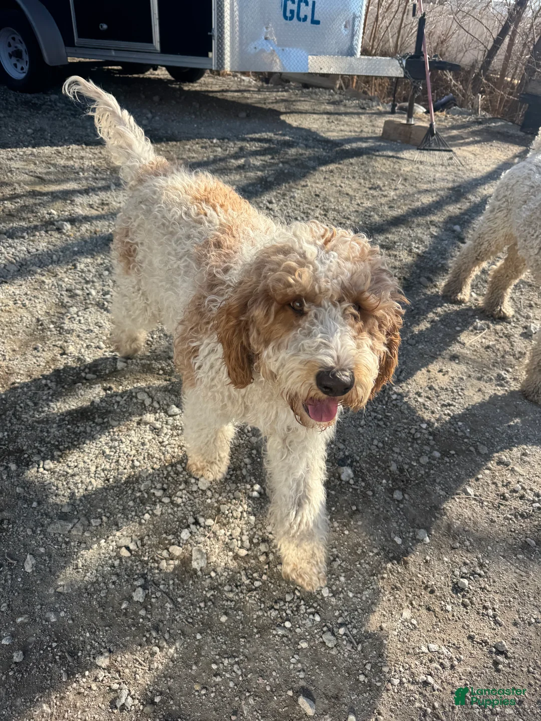 Goldendoodle dogs for sale: Lalita - Ad 5