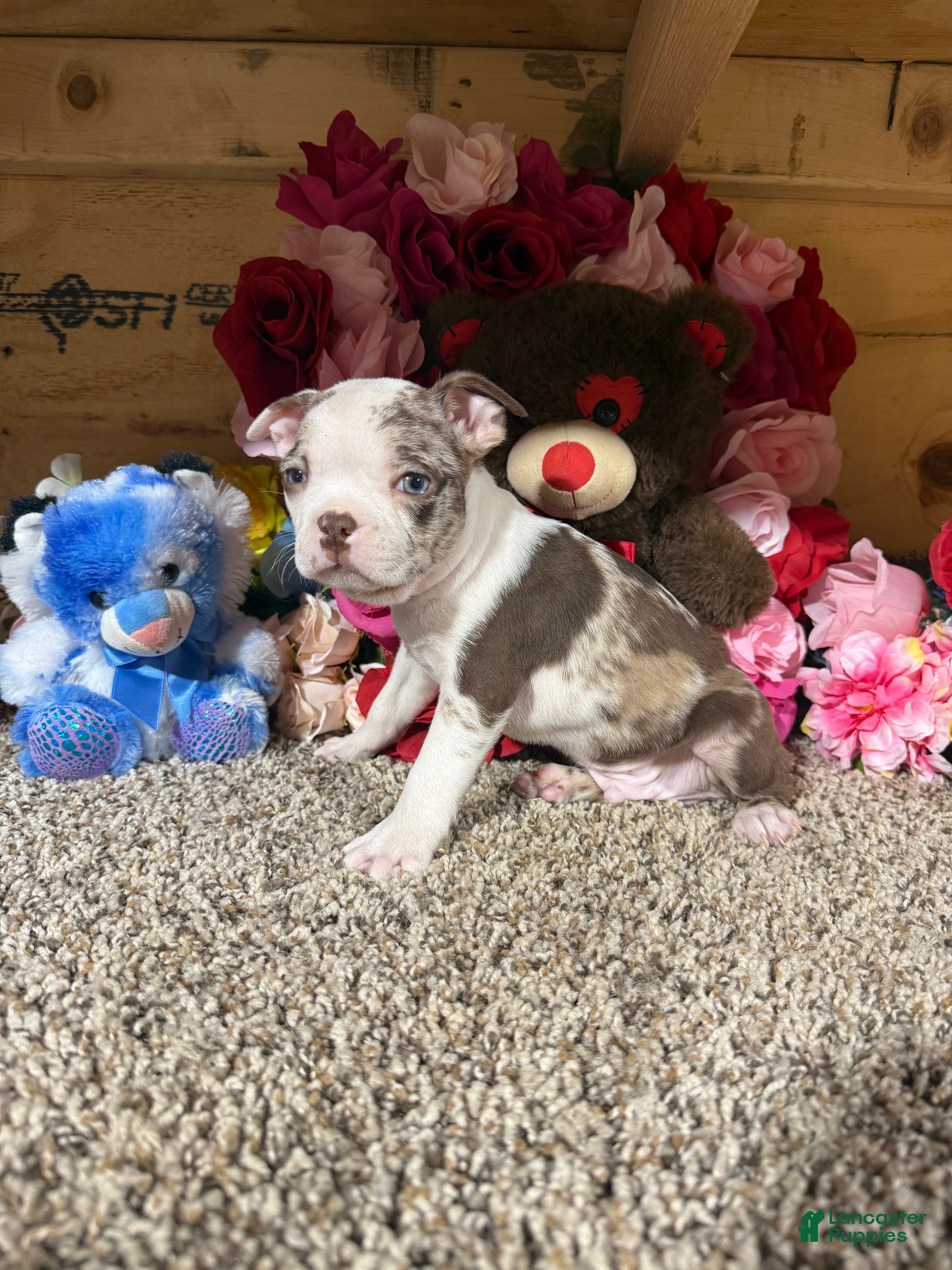 Boston Terrier dogs Boston Terrier Puppy 2 - Ad 2