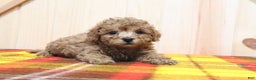 Bichpoo dogs for sale: Blaize - Ad 2
