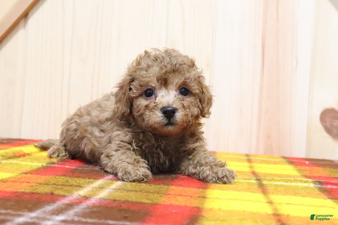 Bichpoo dogs for sale: Blaize - Ad 2