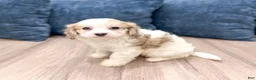 Cavapoo dogs for sale: Sarah - Ad 9