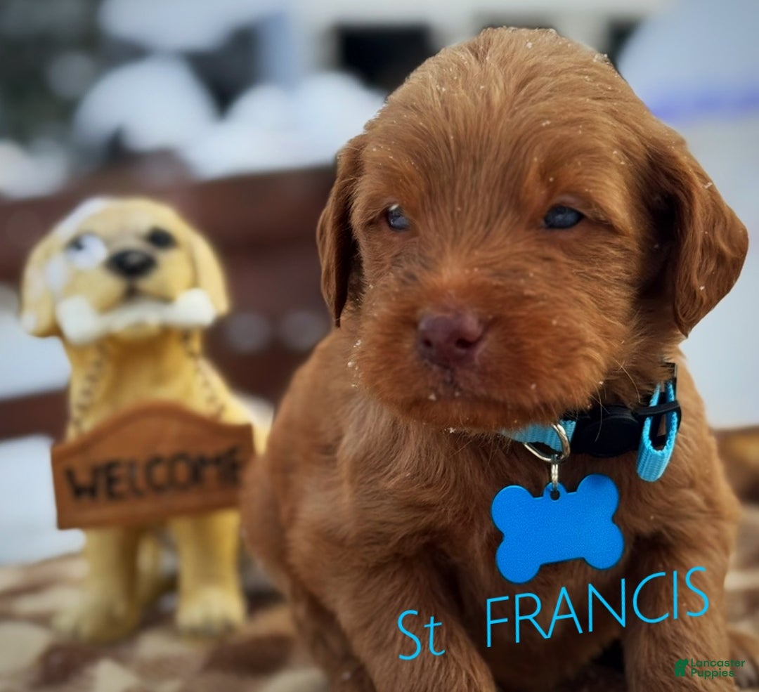 Labradoodle dogs for sale: Labradoodle Puppy 1 - Ad 7