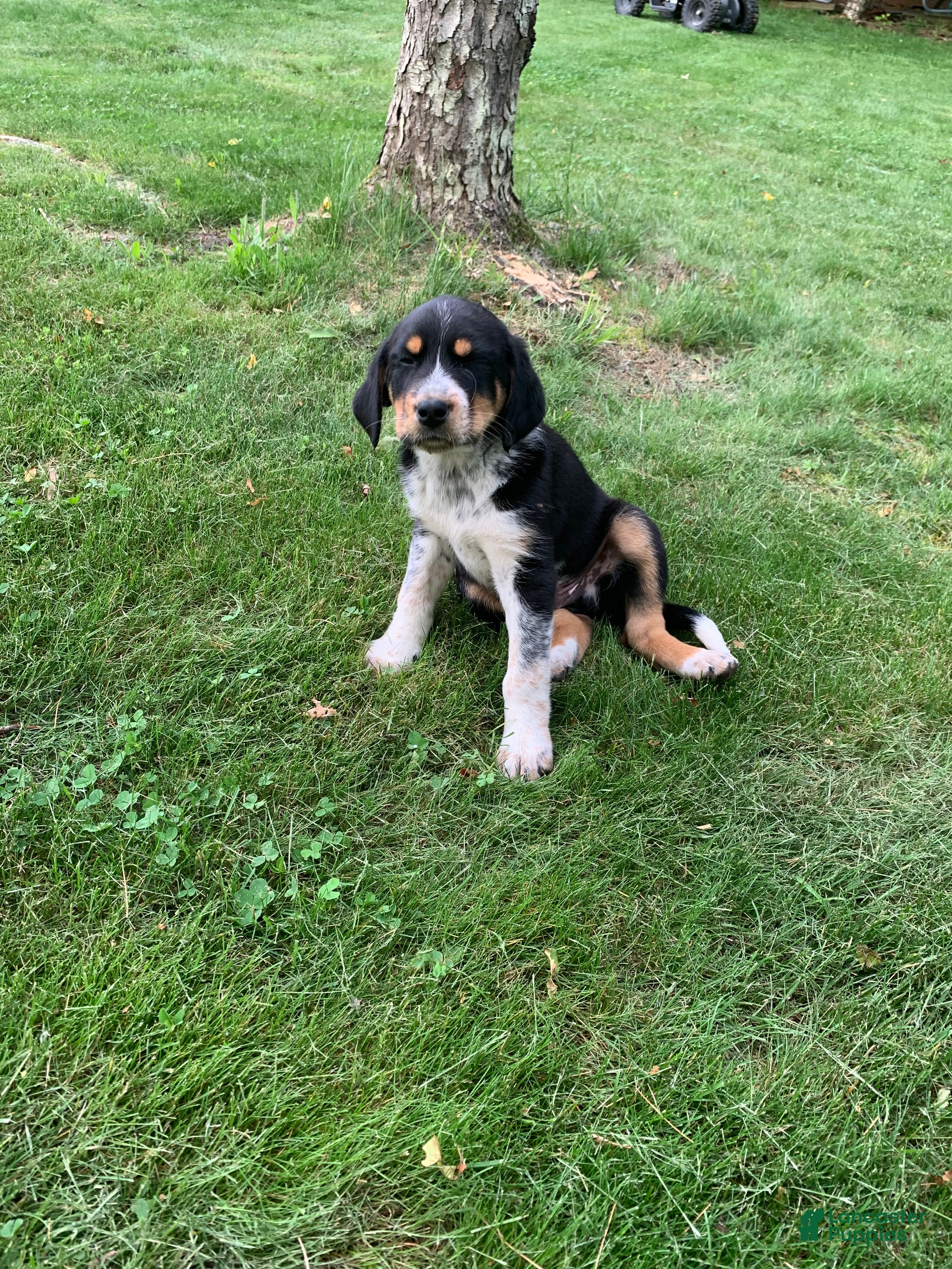 Mixed Breed dogs Lucky  - Ad 1