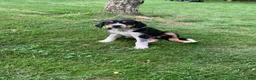 Mixed Breed dogs for sale: Lucky  - Ad 1