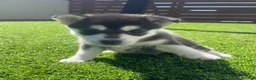 Alaskan Klee Kai dogs for sale: Baela - Ad 3