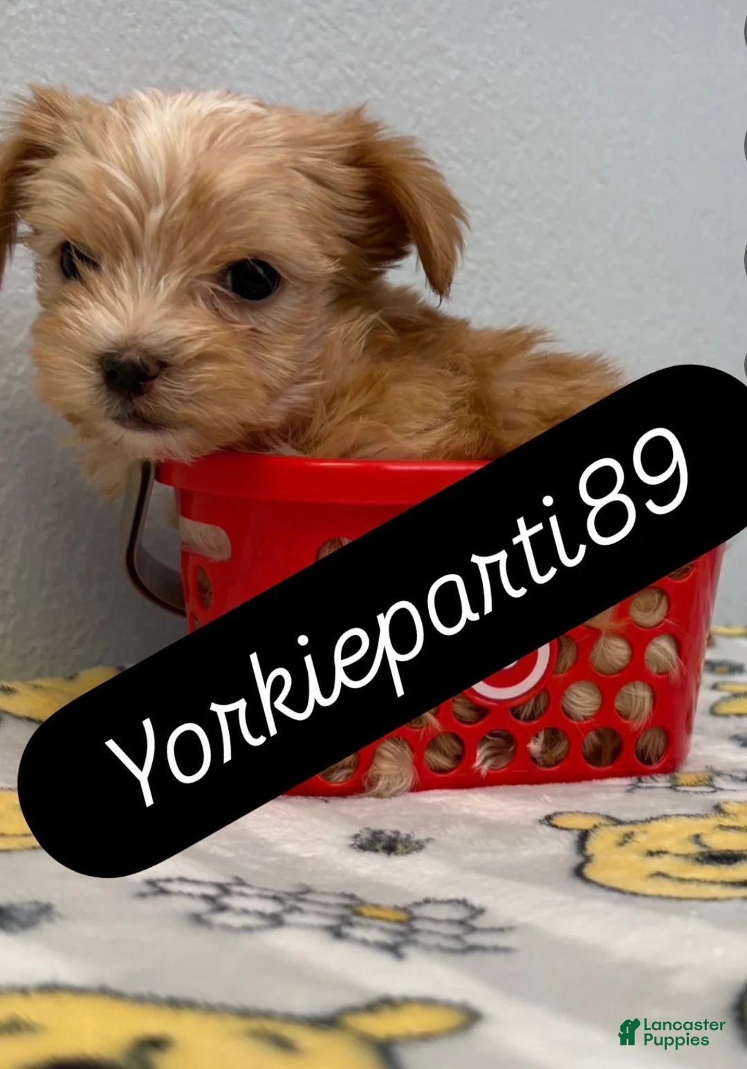 Yorkiepoo dogs for sale: Honey - Ad 1