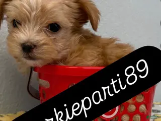 Yorkiepoo dogs Honey - Ad 1