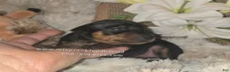 Miniature Pinscher dogs for sale: Miniature Pinscher Puppy 4 - Ad 4