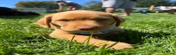 Labrador Retriever dogs for sale: Scooby - Ad 7