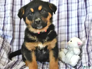 Mixed Breed dogs Willow - Ad 36