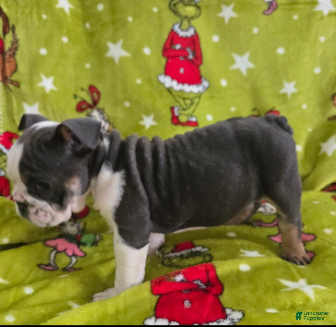 English Bulldog dogs for sale: Sally  - Ad 7