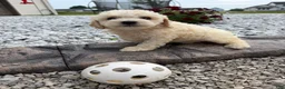 Miniature Poodle dogs for sale: Noel - Ad 3