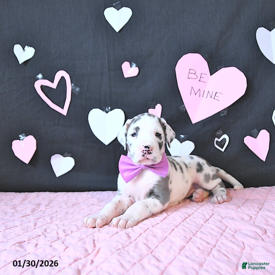 Great Dane dogs Emma - Ad 2