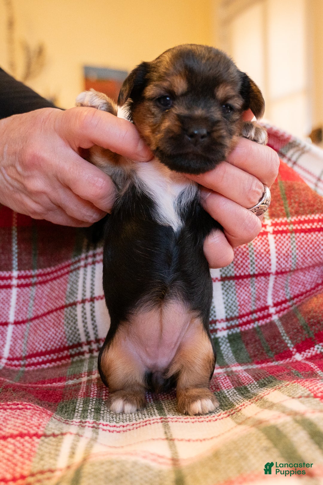 Mixed Breed dogs for sale: Freya - Ad 1