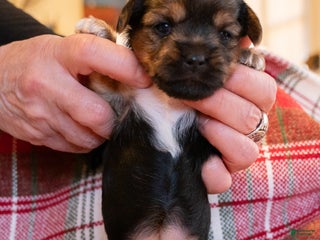 Mixed Breed dogs Freya - Ad 10