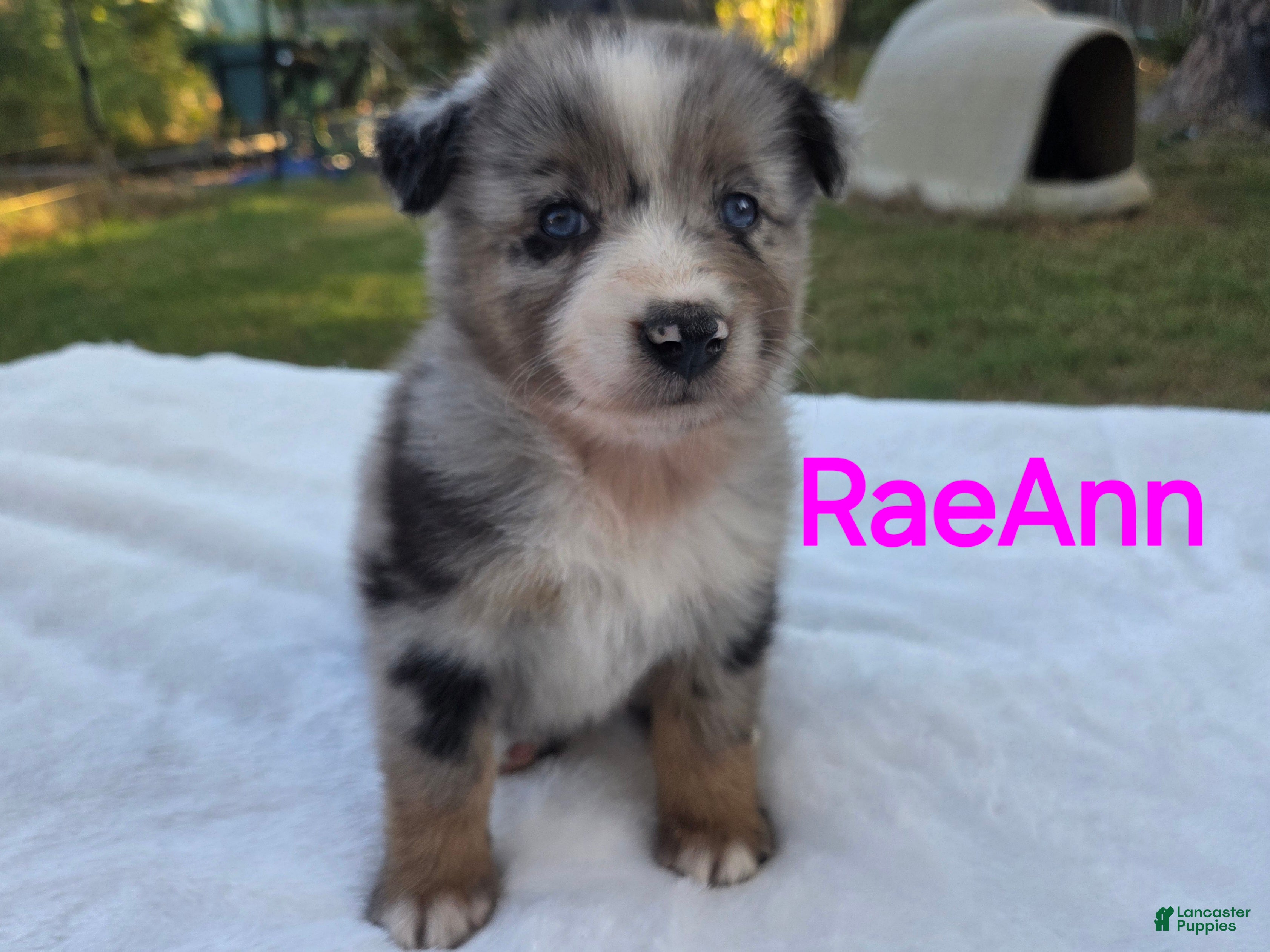 Australian Shepherd dogs RaeAnn - Ad 12