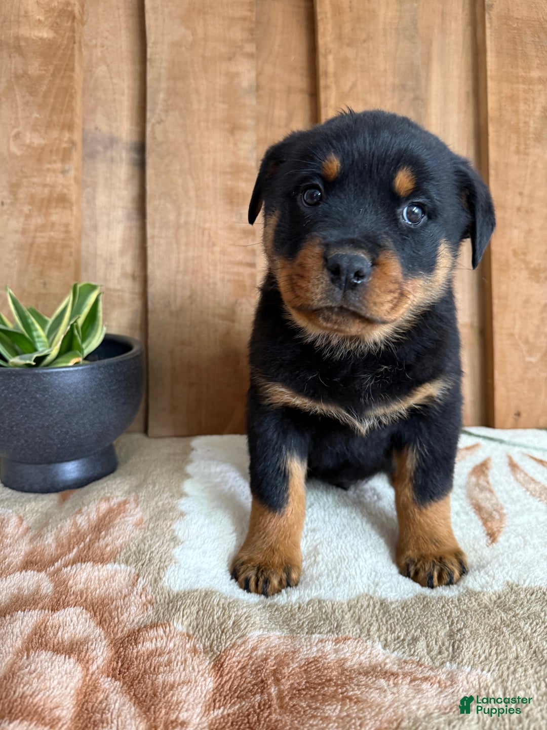 Rottweiler dogs for sale: Luke - Ad 13