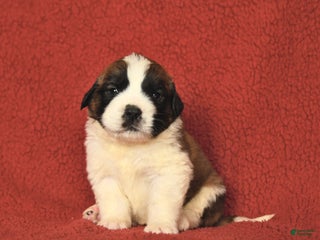 Saint Bernard dogs - Ad 6