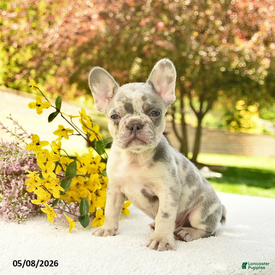 French Bulldog dogs Rolo - Ad 2