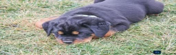 Rottweiler dogs for sale: Foster - Ad 5