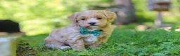 Maltipoo dogs for sale: Norris - Ad 4