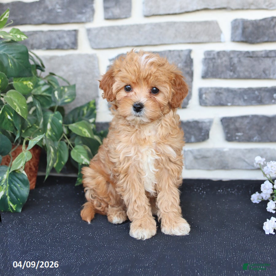 Cavapoo dogs Lora - Ad 1