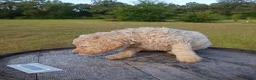 Goldendoodle dogs for sale: Nilla  - Ad 12
