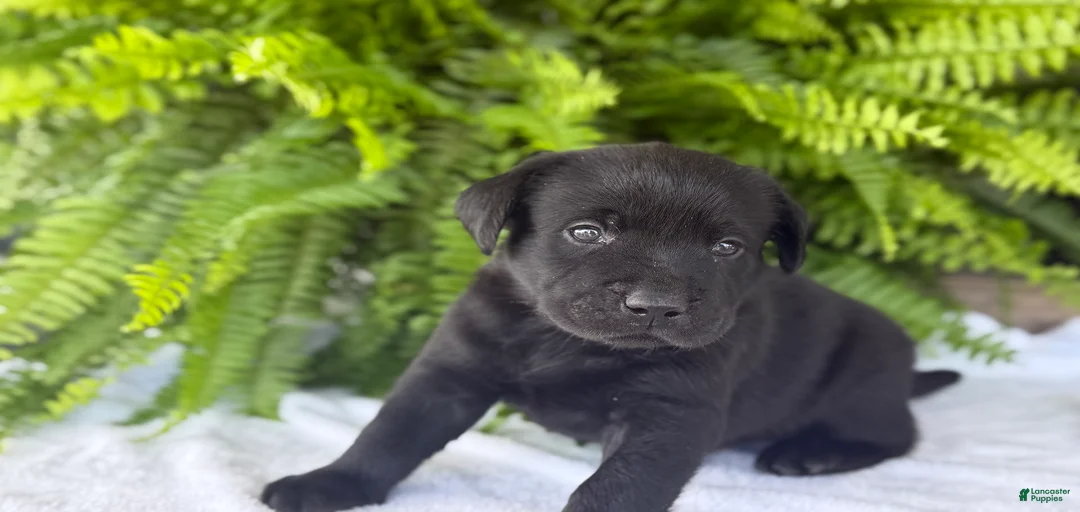 Gallery Image {{count}}