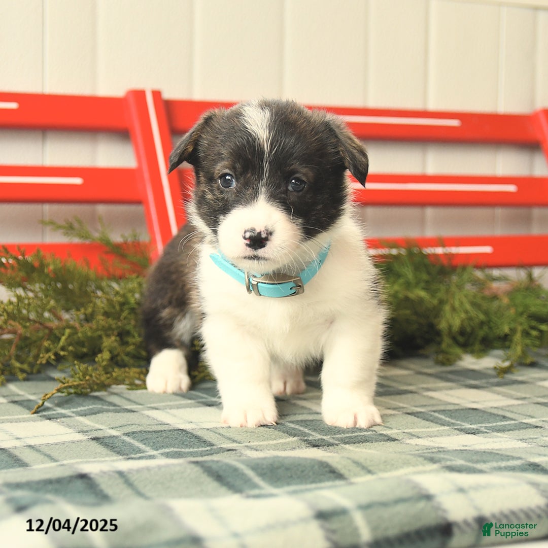 Welsh Corgi Pembroke dogs for sale: Snowflake - Ad 2