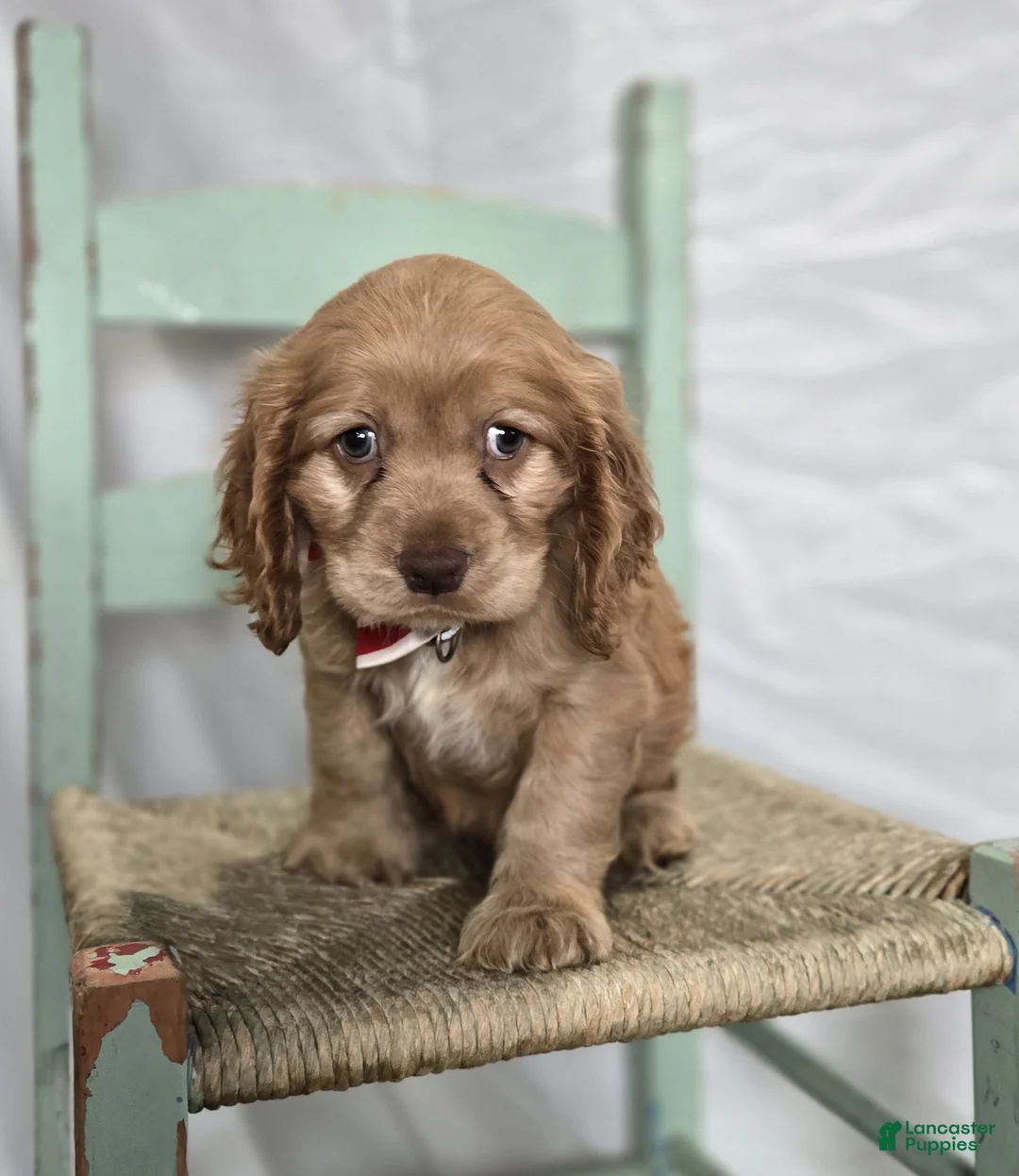 Cocker Spaniel dogs for sale: Lyle - Ad 7