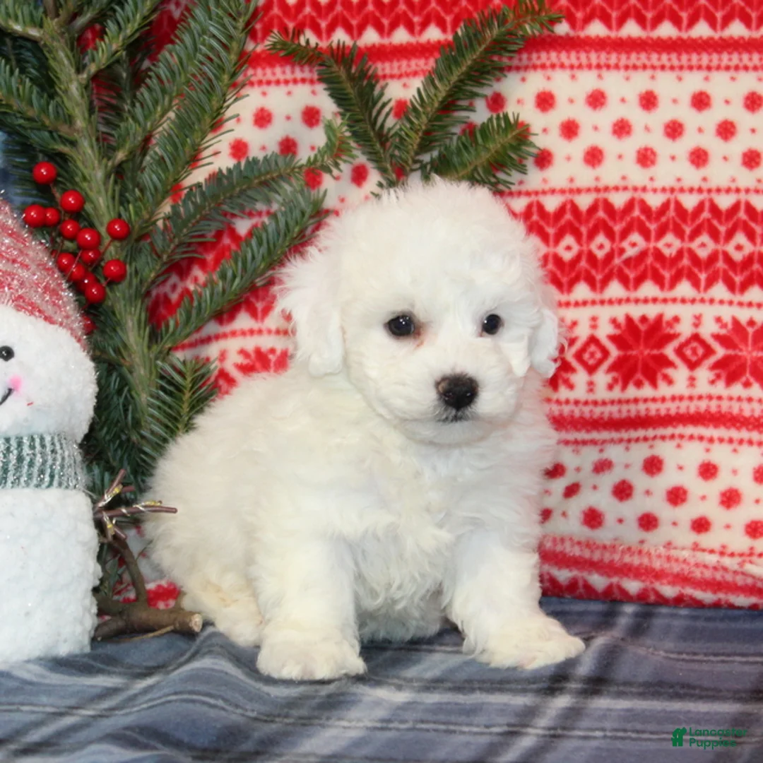 Bichon Frise dogs for sale: Julie - Ad 2
