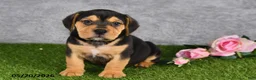 Beabull dogs for sale: Turnner - Ad 1