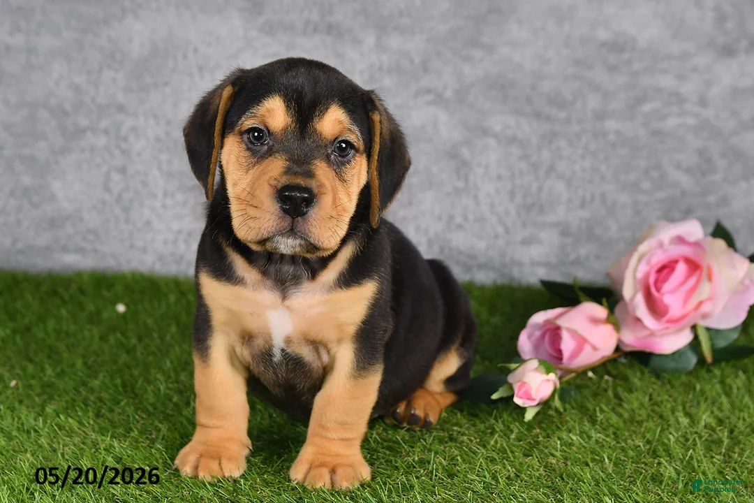 Beabull dogs for sale: Turnner - Ad 1