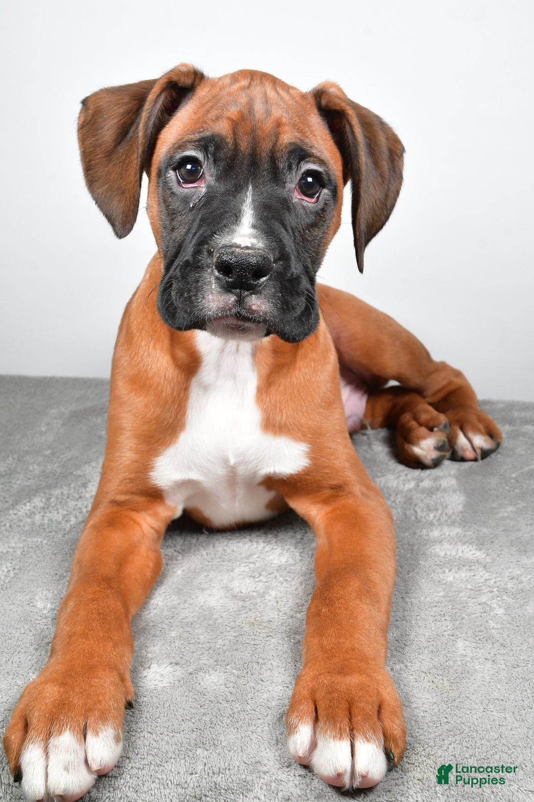 Boxer dogs for sale: Adam - Ad 8
